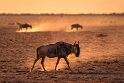 124 Amboseli Nationaal Park